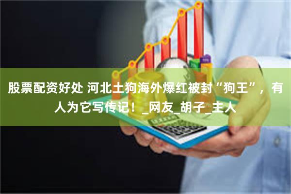 股票配资好处 河北土狗海外爆红被封“狗王”，有人为它写传记！_网友_胡子_主人